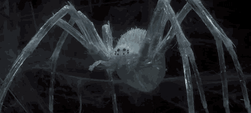 a white spider with long legs is sitting on a web in the dark .