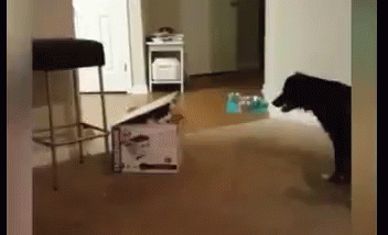 Funny Animals Cats And Dogs GIF - Funny Animals Cats And Dogs Cat Attack GIFs