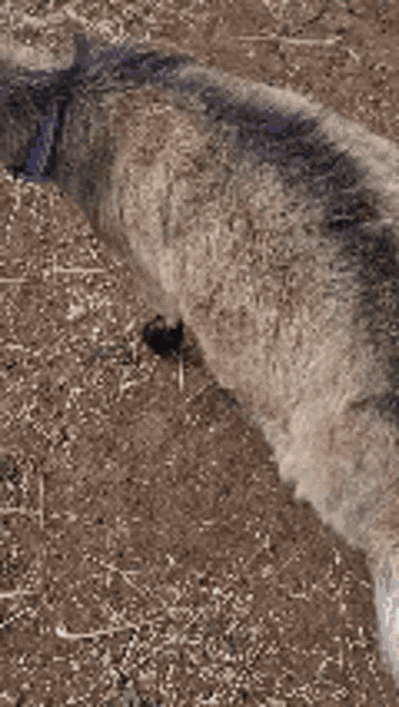 a close up of a dog standing on a dirt ground .