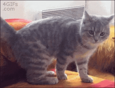 a gray and white cat is standing on a bed with the website 4gifs.com in the background
