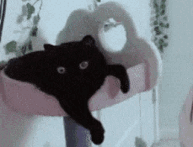 black-cat-stretching.gif