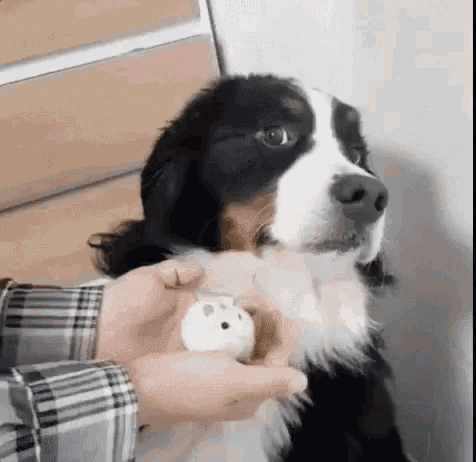 Nope Scared GIF - Nope Scared Dog GIFs