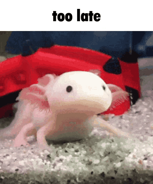 Too Late Axolotl GIF - Too Late Axolotl Cute GIFs