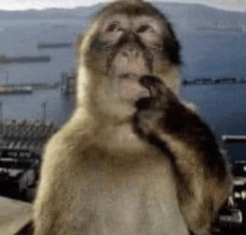 a monkey is standing in front of a body of water and licking its face .