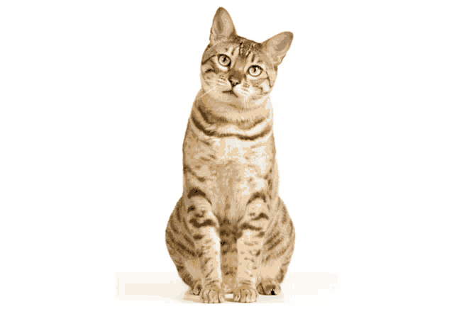 a cat sitting on a white background looking up at the camera