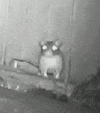 a black and white photo of a hamster standing next to a wooden wall .