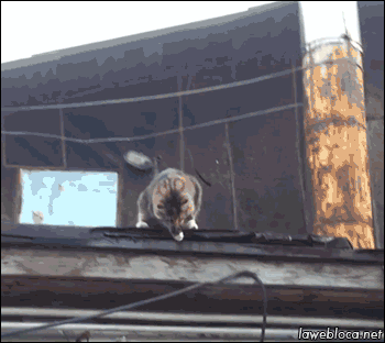 Sneaking Back In From A Night Out GIF - Cats GIFs