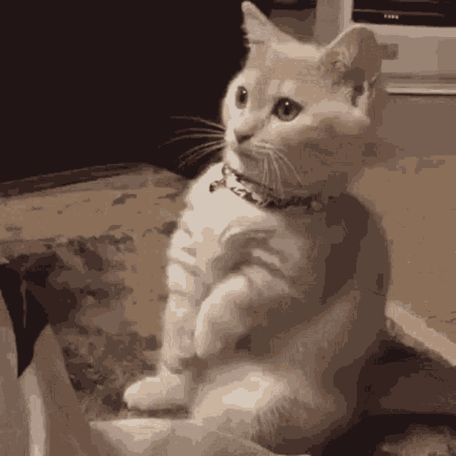 a cat wearing a collar is sitting on its hind legs and looking at the camera