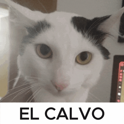 a black and white cat is looking at the camera with the words el calvo behind it