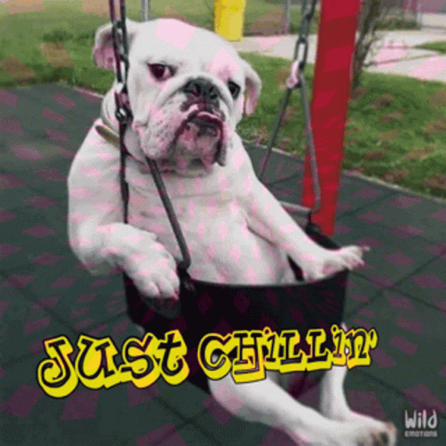 Dog Bulldog GIF - Dog Bulldog Swing GIFs