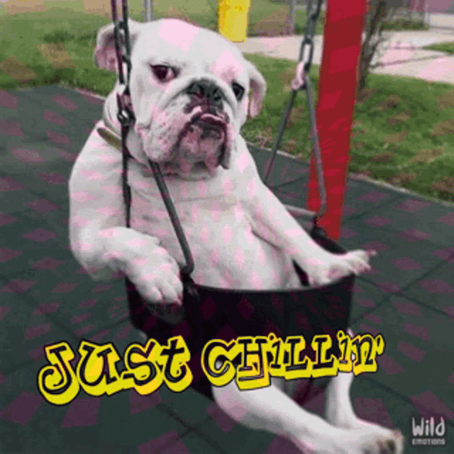 a bulldog is sitting on a swing with the words just chillin written above it