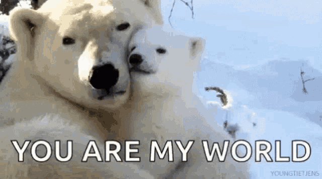 two polar bears hugging each other in the snow with the words `` you are my world '' written below them .