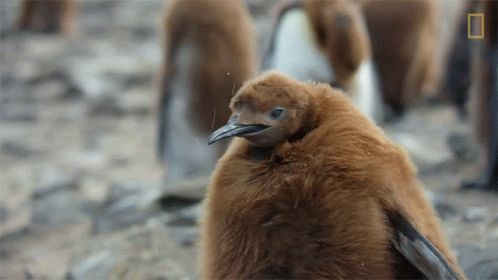 Look At The Camera National Geographic GIF - Look At The Camera National Geographic Penguins GIFs