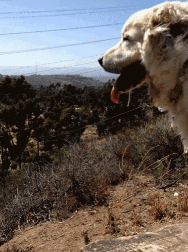 a dog with its tongue hanging out looks out over a hillside