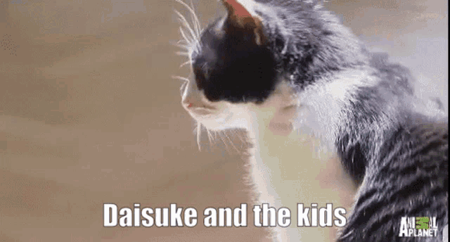 a black and white cat with the words daisuke and the kids written on the bottom
