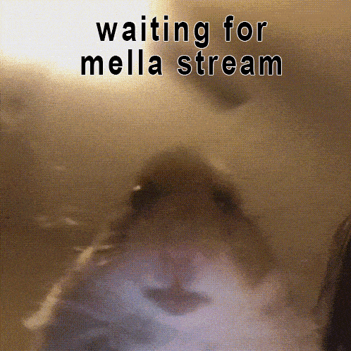 a picture of a hamster with the words " waiting for mella stream " below it