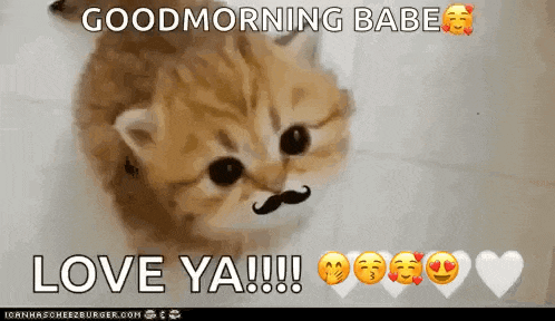a kitten with a mustache says " good morning babe love ya !!! "