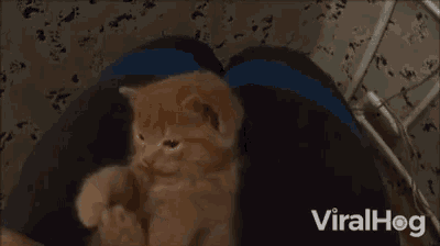a kitten is laying on top of a person 's lap .