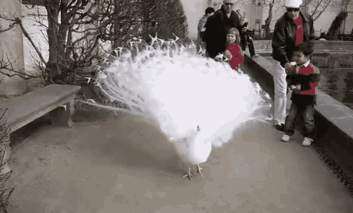 a white peacock is walking down a sidewalk while people watch
