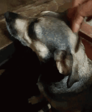 a person is petting a dog 's head with their hand .