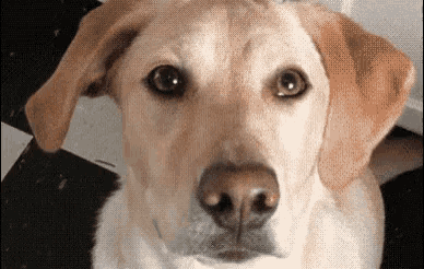 a close up of a dog 's face looking at the camera with a checkered floor in the background .