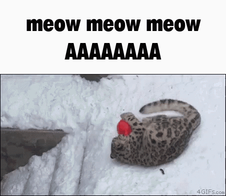 Meow Meow Meow Aaaaaaaa GIF - Meow Meow Meow Aaaaaaaa GIFs