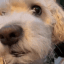 a close up of a white dog 's face with a brown nose .