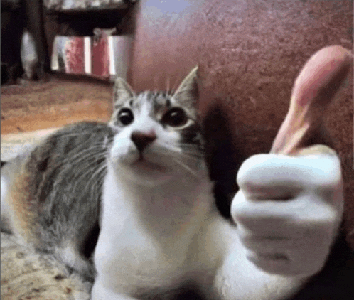 a cat is giving a thumbs up with its paw