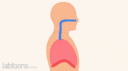 Muscles Of Respiration Chief GIF - Muscles Of Respiration Chief Muscle GIFs