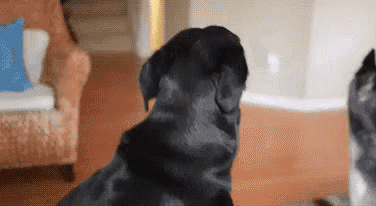 a black dog is sitting in a living room looking at another dog .