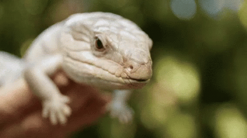 Reptile Lick GIF - Reptile Lick Australia Zoo GIFs