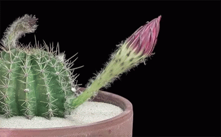 Botany Cactus GIF - Botany Cactus Flower GIFs