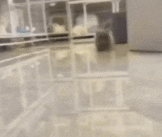 a small gray dog is standing on top of a white box in a room .