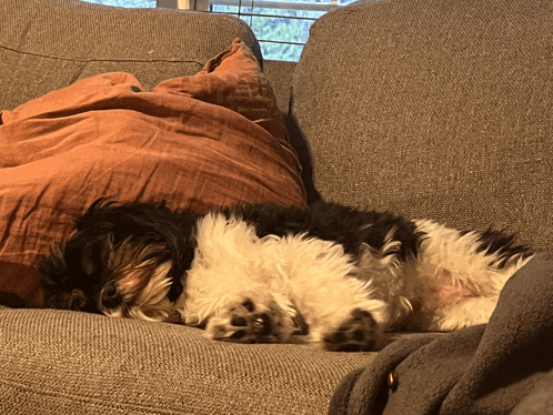 a black and white dog sleeping on a couch next to a pillow