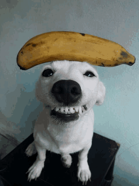 a white dog with a banana on its head looks at the camera