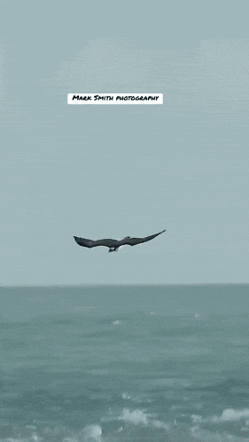 a picture of a bird flying over the ocean is taken by mark smith photography