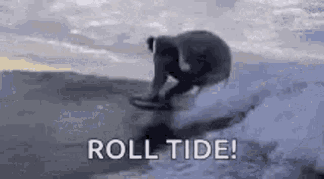 a person is riding a wave on a surfboard and the words `` roll tide '' are visible .