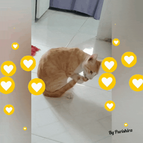 a picture of a cat with hearts around it and the words by purishira