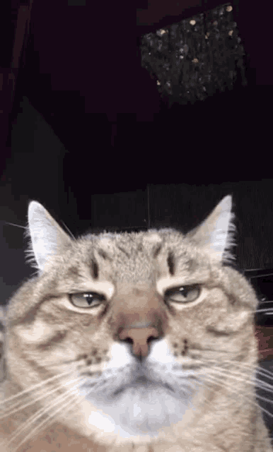 a close up of a cat 's face in front of a chandelier