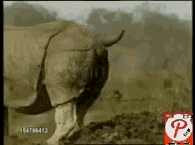 a rhino is standing in the dirt with a red p on the bottom