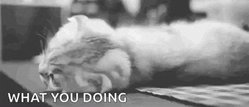 a black and white photo of a cat laying on a table with the words `` what you doing '' .