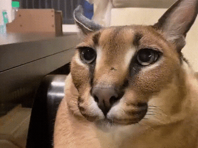 a close up of a cat 's face with a bug on its nose