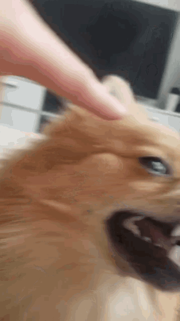 a close up of a person petting a dog 's face