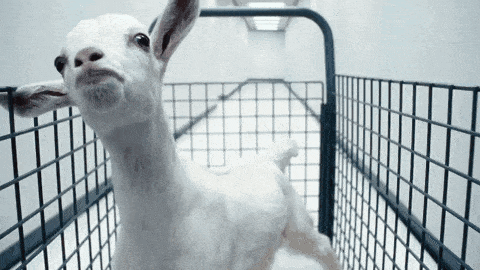 a white goat is standing in a cage looking at the camera
