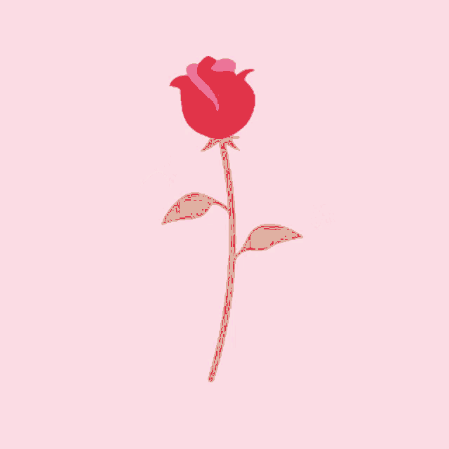 Rose Flower GIF - Rose Flower Petals GIFs
