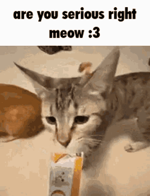 Right Meow GIF - Right Meow GIFs