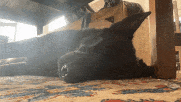 a black dog is laying on a rug under a wooden table