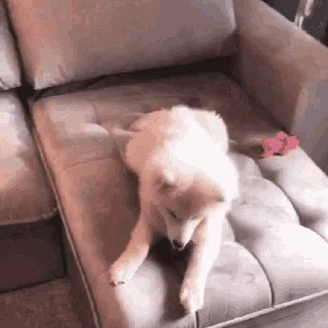 a white dog is laying on a couch with a pink toy on it .