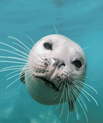 a seal with long whiskers looks at the camera in the water