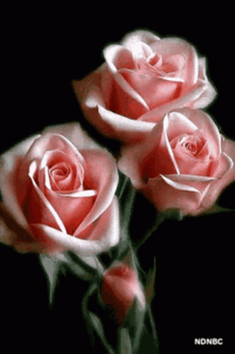 Flower Rose GIF - Flower Rose Pink GIFs